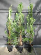 Pinus pinea schirm gebraucht kaufen  Wuppertal