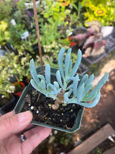 House plant. blue for sale  Crosby