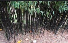 Fresh black bamboo for sale  Los Banos