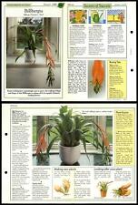 Billbergia #59 Unusual Success With House Plants 1990 Fold-Out Card for sale  Shipping to South Africa