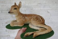 +++ Old Lovely Premium *BABY DEER FAWN* "Rehkitz" Taxidermy Collectors +++ for sale  Shipping to South Africa