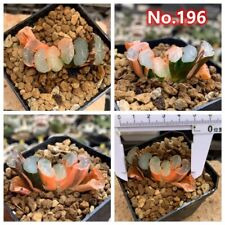 6cm succulent live for sale  Shipping to Ireland