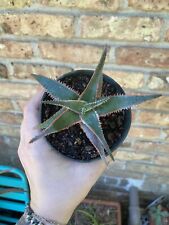 Aloe hybrid christmas for sale  Houston
