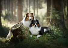 Magnificent sheltie dogs for sale  SELBY