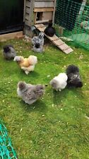 Usa silkie hatching for sale  READING