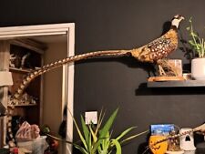 Taxidermy reeves pheasant for sale  STANFORD-LE-HOPE