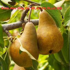 Bosc pear tree for sale  Fort Mill