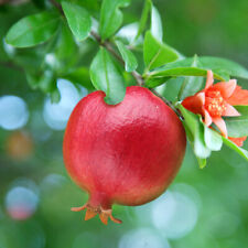 Dwarf pomegranate bush for sale  PETERBOROUGH