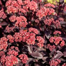 Sedum crimson red for sale  Shipping to Ireland