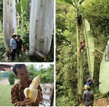 Árbol frutal vivo tropical plátano gigante (MUSA INGENS) segunda mano  Embacar hacia Argentina