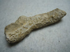 Ancient prehistoric coral for sale  Kansas City