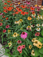 Mixed echinacea coneflower for sale  Canton