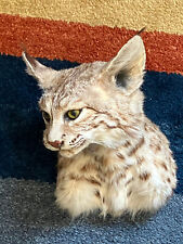 bobcat mount for sale  Tucson