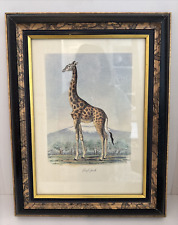 Frederic cuvier giraffe for sale  Plano