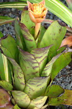 Bromeliad xquesistrum claudia for sale  USA