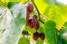 Tomato plants plug for sale  EPSOM