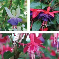 Fuchsia hardy collection for sale  IPSWICH