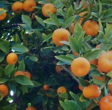 Albero mandarino clementino usato  Terlizzi