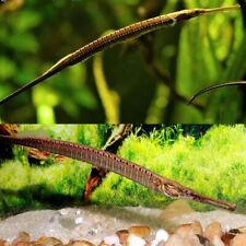 Pipefish doryichthys martensii for sale  LONDON