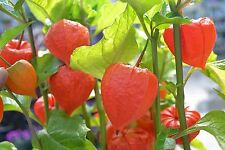 Lampion flower physalis for sale  Shipping to Ireland