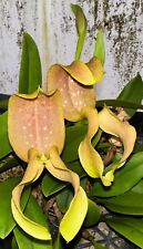 Bulbophyllum grandiflorum spec for sale  Ninety Six