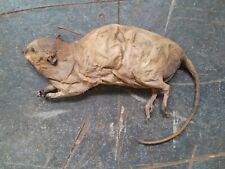 Rat momifié taxidermie d'occasion  Argences