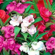 Camelia flowered mix for sale  Tarpon Springs