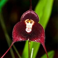 Seeds orchid shape for sale  Shipping to Ireland