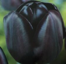 Blumenzwiebeln tulpen queen gebraucht kaufen  Werl