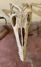 Crâne de Musaur de alta qualidade raro crâne de dinossauro Mosasaur natural comprar usado  Enviando para Brazil