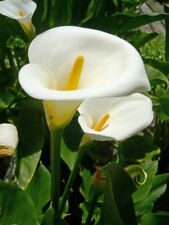 Calla lily zantedeschia for sale  PRESTON