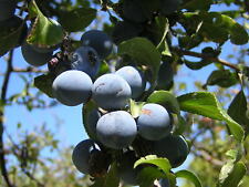 Prunus spinosa pianta usato  Sonnino