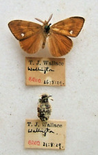 Vapourer moth pair. for sale  UK