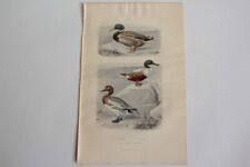 Gravure buffon canard d'occasion  Seyssel