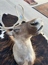 mounted caribou antlers for sale  Elm City