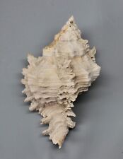 Fossili phyllonotus pomum usato  Sassari