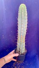 Large columnar cactus for sale  PENZANCE
