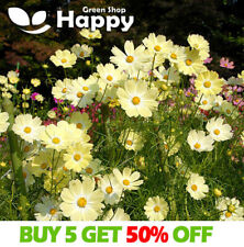 Cosmos sunset yellow for sale  DONCASTER