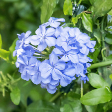 Cape plumbago sky d'occasion  Expédié en Belgium