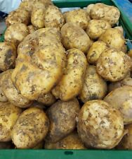 Sagitta chipping potato for sale  NEWTON AYCLIFFE