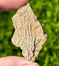 Alabama fossil crinoid for sale  Coppell