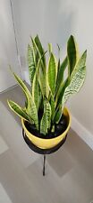 Snakeplants one size for sale  Miami