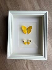 Schmetterlinge schaukasten rah gebraucht kaufen  Köln
