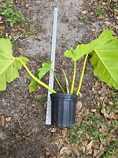 Philodendron giganteum plant for sale  North Port