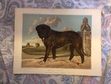 Dogs. mastiff wolsey for sale  WALSALL