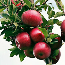 Paradise apple tree for sale  Lincolnton