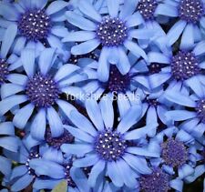 Felicia blue daisy for sale  DEWSBURY