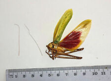 Orthoptera VELLEA CRUENTA*****male Nr. 4  ***** BRASIL,(not pinned,not mounted), used for sale  Shipping to South Africa
