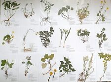 Herbarium pflanzen wurzel gebraucht kaufen  Regensburg