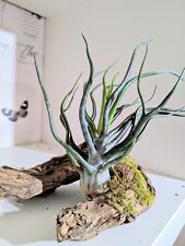 tillandsia for sale  Shipping to Ireland